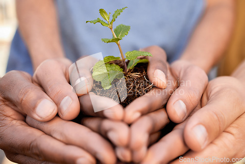 Image of Plants, people and hands of teamwork, support and charity for earth day, sustainability or climate change. Environment, group and community with leaf growth in soil, sand and nature of ngo volunteers