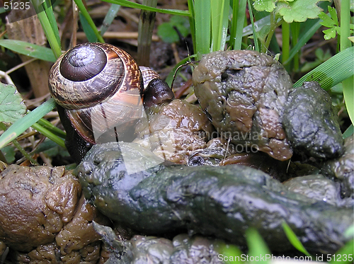 Image of Snail eating poo