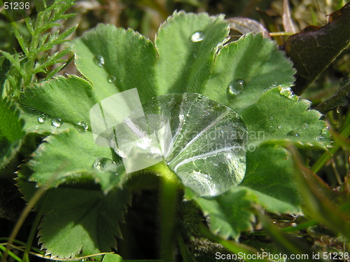 Image of Dew