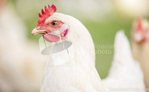 Image of Chicken face, farm and animals for agriculture production, growth and food ecology. Poultry farming, birds and head of livestock, sustainable industry and natural ecosystem in outdoor environment