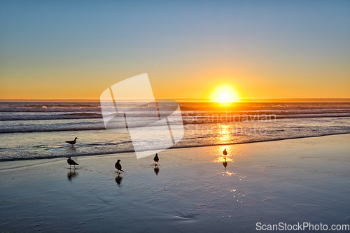 Image of Seagulls on beach atlantic ocean sunset with surging waves at Fonte da Telha beach, Portugal