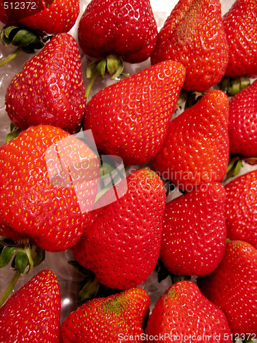 Image of Rows of Strawberries