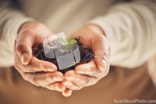 Image of Ecology, soil and plant with growth and hands, environment and nature for Earth Day awareness and agriculture. Growing, leaves and sustainability with person, fertilizer and farming with closeup