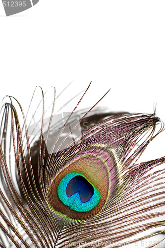 Image of Peacock Feather
