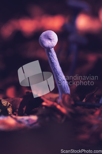 Image of amethyst deceiver in beautiful light