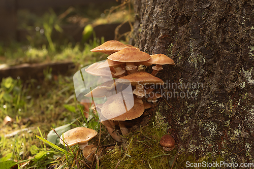Image of honey fungus ready for harvesting