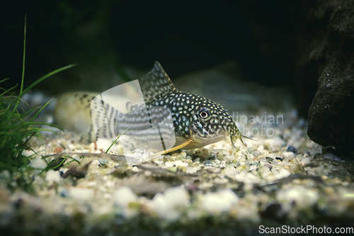 Image of Sterbai Cory in fish tank
