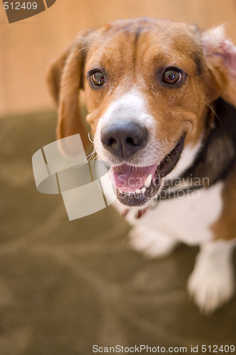 Image of Cute Beagle Dog