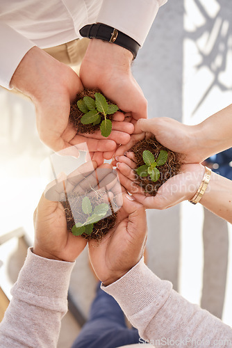 Image of Plant in group hands or women palm for earth day gardening, startup growth and sustainable business. Eco friendly, community hope and people teamwork with hand holding soil above for a green project