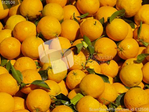Image of orange harvest