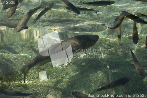 Image of Fish swimming in Plitvice lakes national park