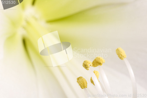Image of Flower