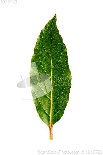 Image of Laurel leaf isolated