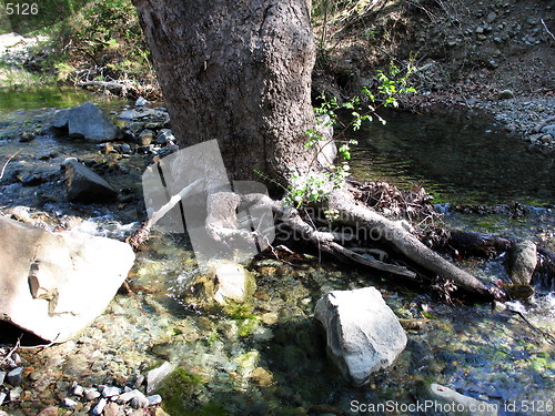 Image of The tree stream. Cyprus