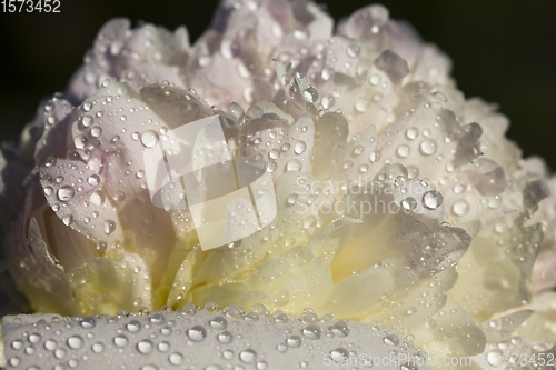 Image of white peony