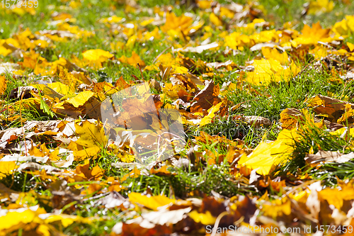 Image of autumn foliage