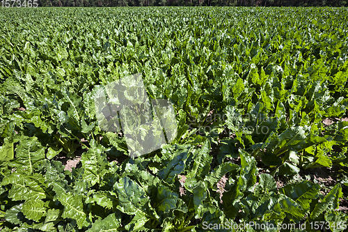 Image of beetroot, closeup