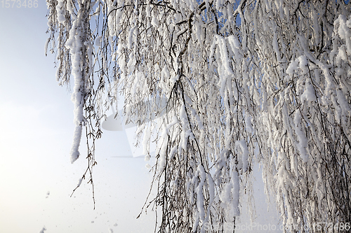 Image of birch tree in the winter