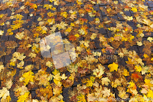 Image of beautiful natural foliage