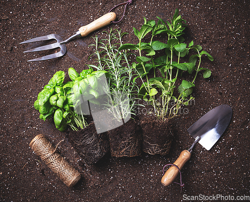 Image of Herbs freshly harvested