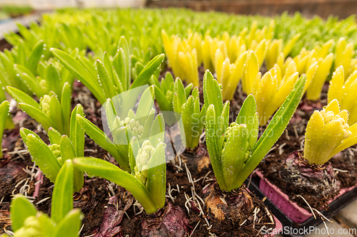 Image of Bulbs of hyacinth flowers