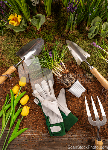 Image of Gardening tools and spring flowers