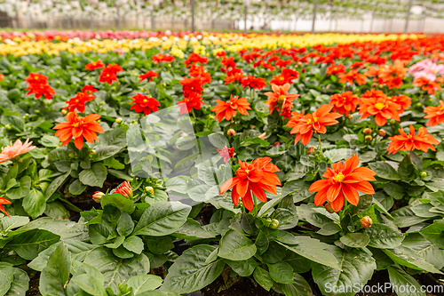 Image of Large flowers of red dahlia