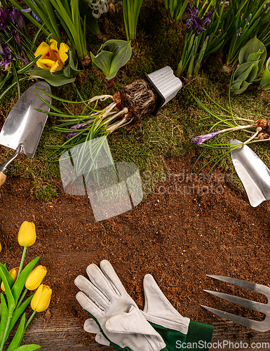 Image of Spring flowers and gardening tools