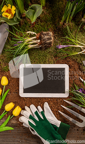 Image of Beautiful spring flowers and gardening tools