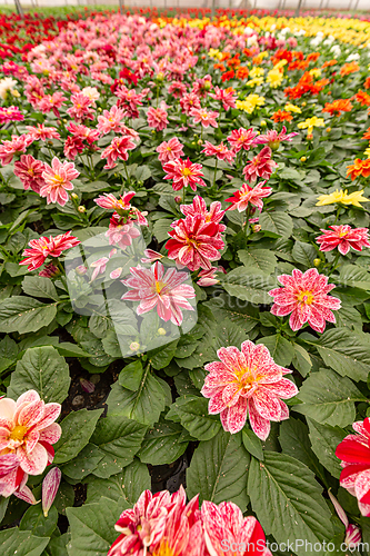 Image of Dahlia flower cultivation