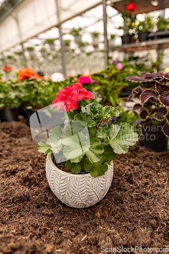 Image of Red garden geranium flowers in pot