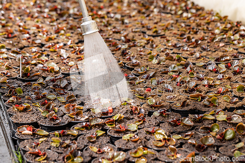 Image of Watering plants with a shower head