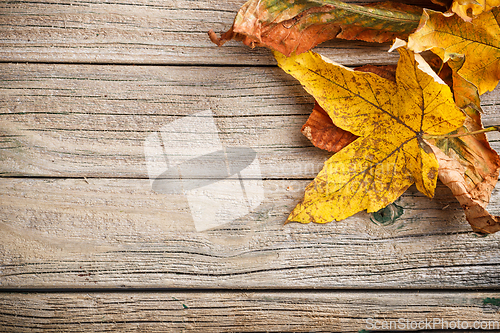 Image of Autumn leaves