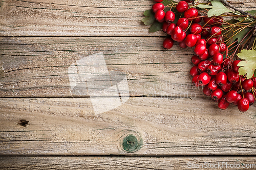 Image of Hawthorn berries