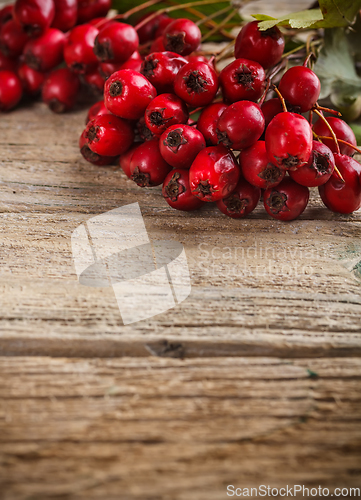 Image of Hawthorn berries