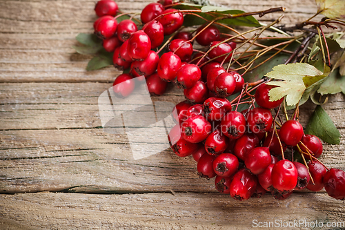 Image of Frame made of hawthorn berries