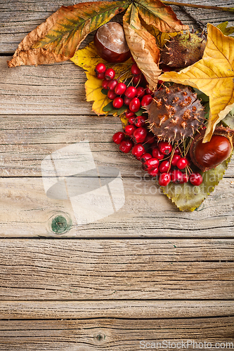 Image of Autumn leaves