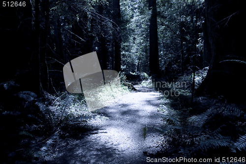 Image of Dark Forest