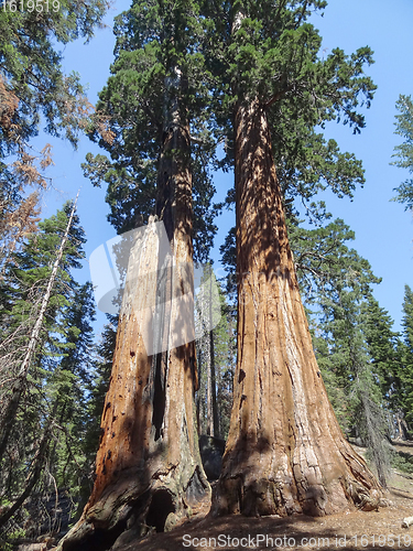 Image of Sequoia National Park