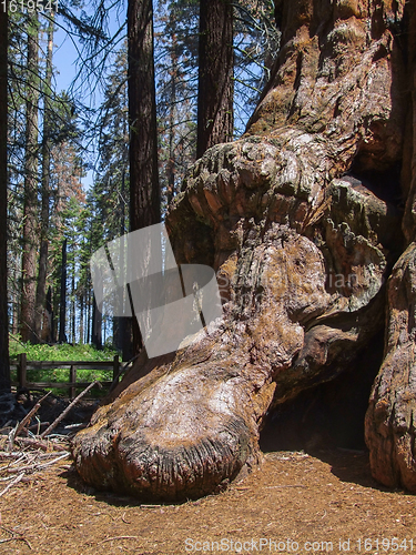 Image of Sequoia National Park