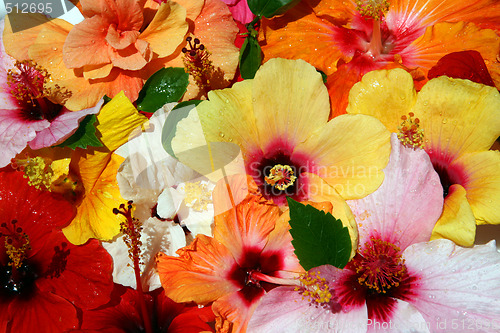 Image of Hibiscus flowers after tropical rain