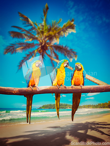 Image of Parrots Blue-and-Yellow Macaw on beach