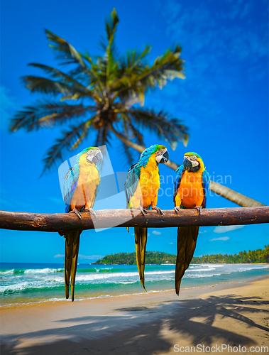 Image of Blue-and-Yellow Macaw Ara ararauna parrots