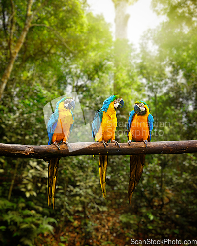 Image of Blue-and-Yellow Macaw Ara ararauna in forest