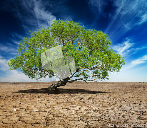 Image of Lonely green tree on cracked earth
