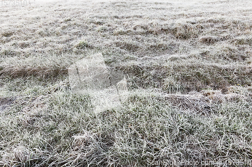 Image of grass in the frost - the grass in winter covered with frost. Photo closeup with a small depth of field