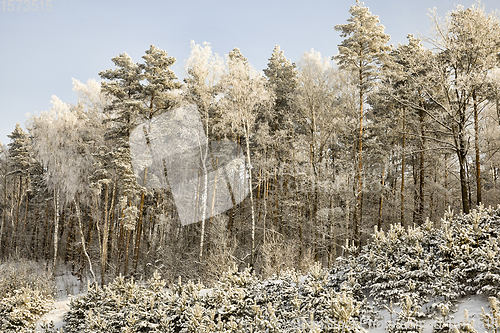 Image of snow covered mixed trees