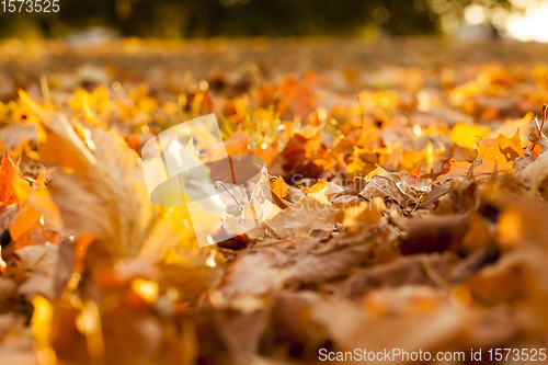 Image of autumn season