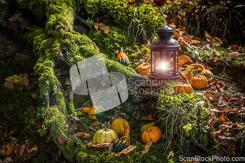 Image of Halloween pumpkins