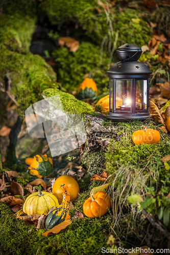 Image of Halloween pumpkins